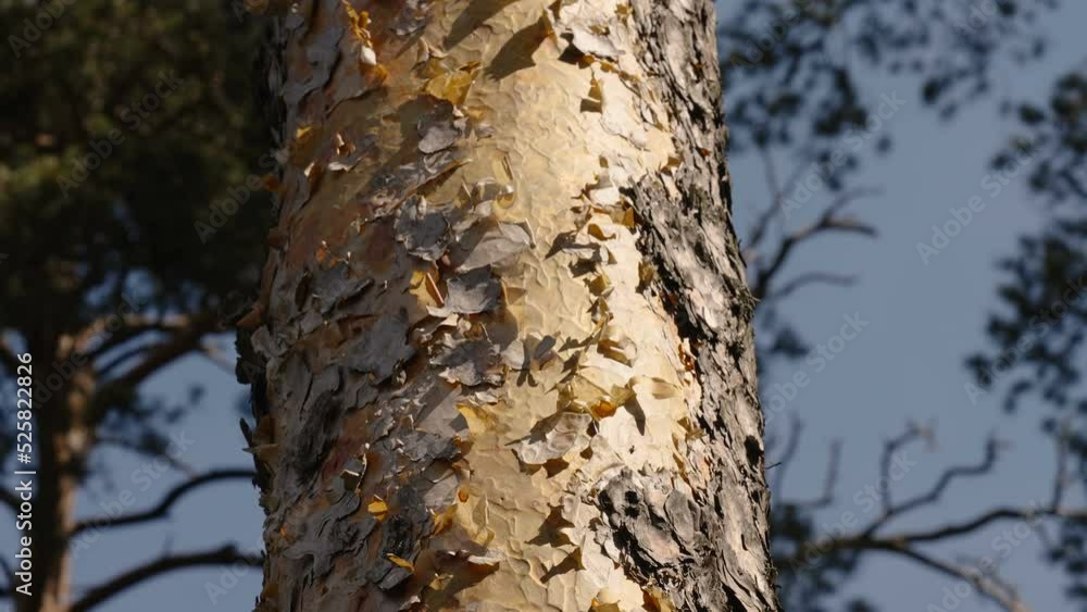 The bark of the pine tree are peeling off the trunk in the forest in Estonia The bark of the pine tree are peeling off the trunk in the forest in Estonia