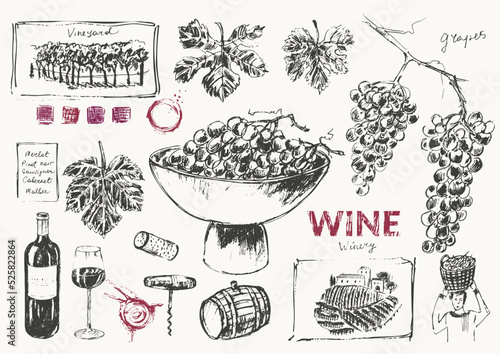 Hand drawn wine illustration set.