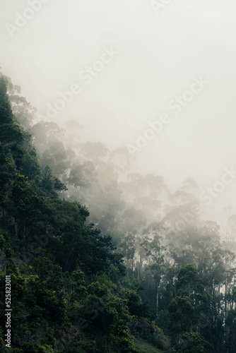 Beautiful scenery of forests in foggy weather during a summer day in Madeira, Portugal. Madeira is a great destination for hiking and outdoor activites. © Lorant