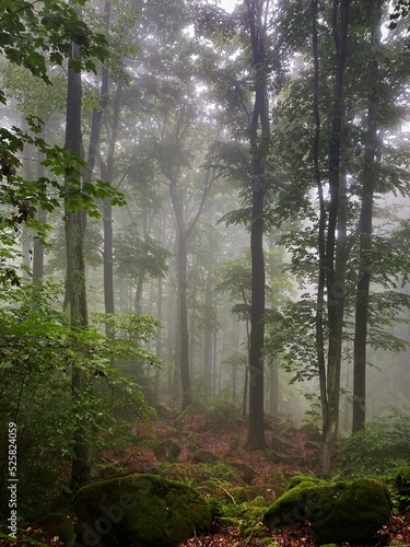 Bayerischer Wald im Nebel