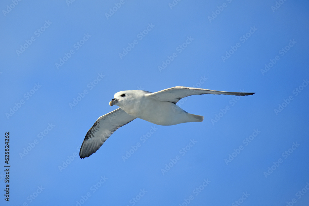 Eissturmvogel (Fulmarus glacialis)