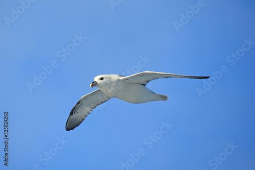 Obraz na płótnie Eissturmvogel (Fulmarus glacialis) w salonie