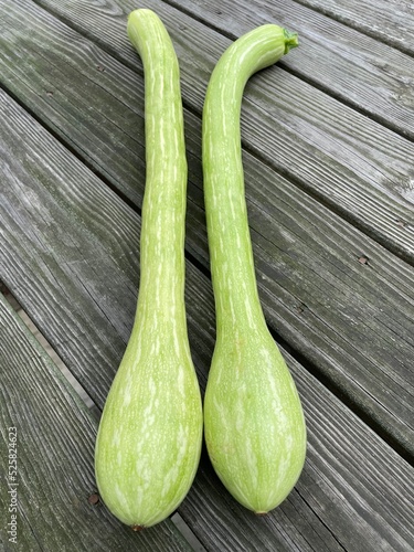 trombocino zucchetto heirloom squash photo