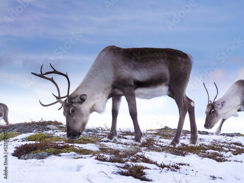 Reindeers eating grass © Jolanta