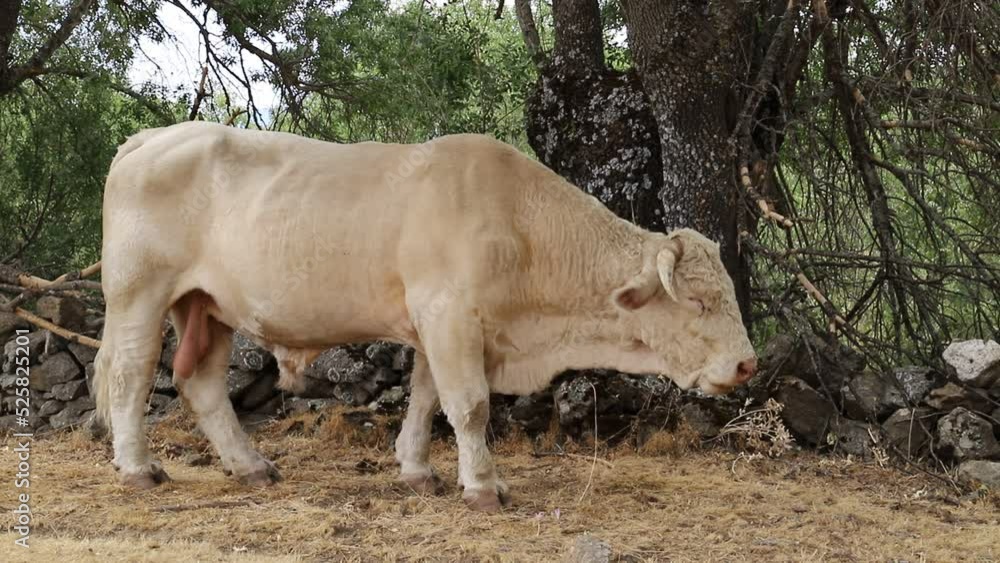 terneros vacunos de carne junto al toro semental terneros vacunos de carne junto al toro semental