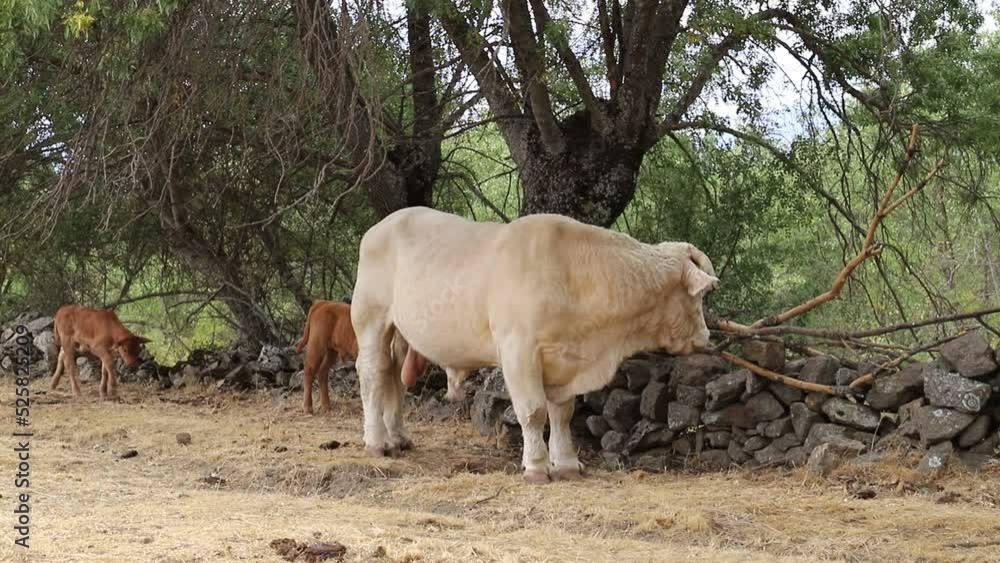 Toro semental de carne con terneros pastando en el prado
