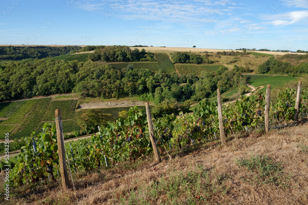 Sancerre vineyard in the Loire valley
