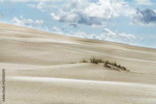 Sandy dune with a clump of grass and blue sky with white clouds. Lacka dune in Slowinski National Park in Poland, a miracle of nature. Traveling dune in sunny summer day.