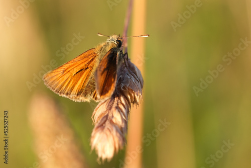 Photography Little orange butterfly on a dried plant