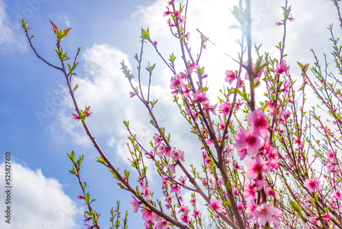 Beautiful bloom pink cherry blossom sakura in spring with clear blue sky and flare of natural light,