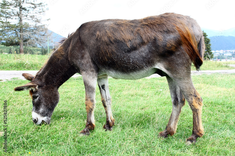 Donkey grazing in the meadow near the frame. Donkey grazing in the meadow near the frame.