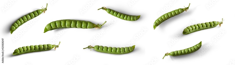 A collection of fresh green pea pods open and isolated against a flat background.