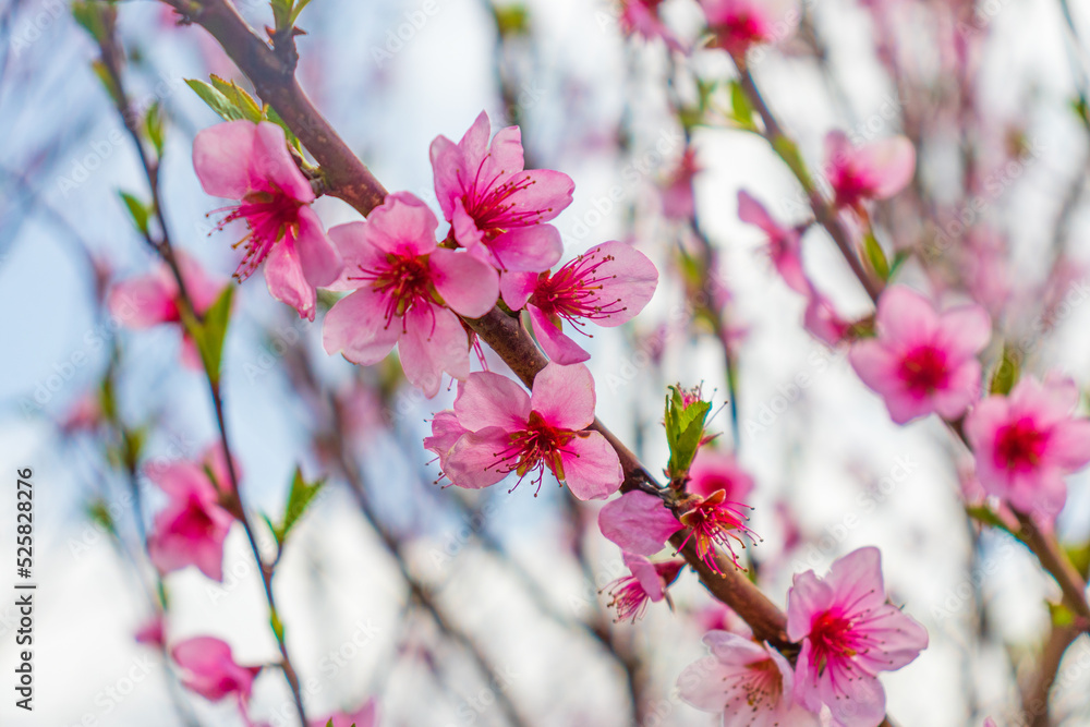 Beautiful bloom pink cherry blossom sakura in spring with clear blue sky and flare of natural light, Beautiful bloom pink cherry blossom sakura in spring with clear blue sky and flare of natural light,
