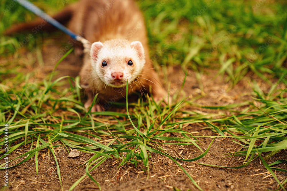 the red-haired domestic ferret is walked on a leash on the lawn. unusual pets. food and accessories for rodents. the red-haired domestic ferret is walked on a leash on the lawn. unusual pets. food and accessories for rodents.