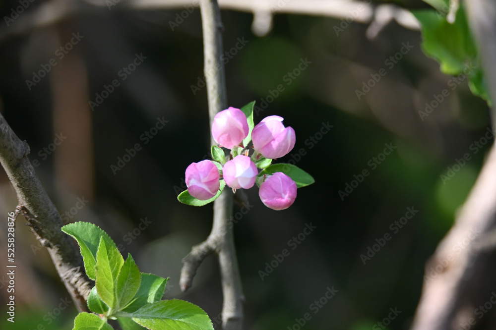 Obraz premium Beautiful pink ornamental Apple tree flowers close up selective focus.