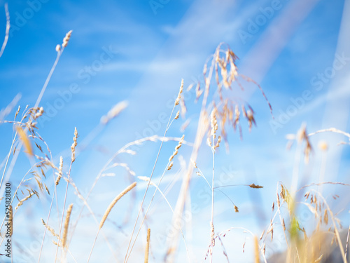 Fototapeta Dry grass against the sky, shallow depth of field