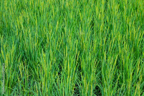 日本の田舎の風景、水田に植わっている稲の列のアップ