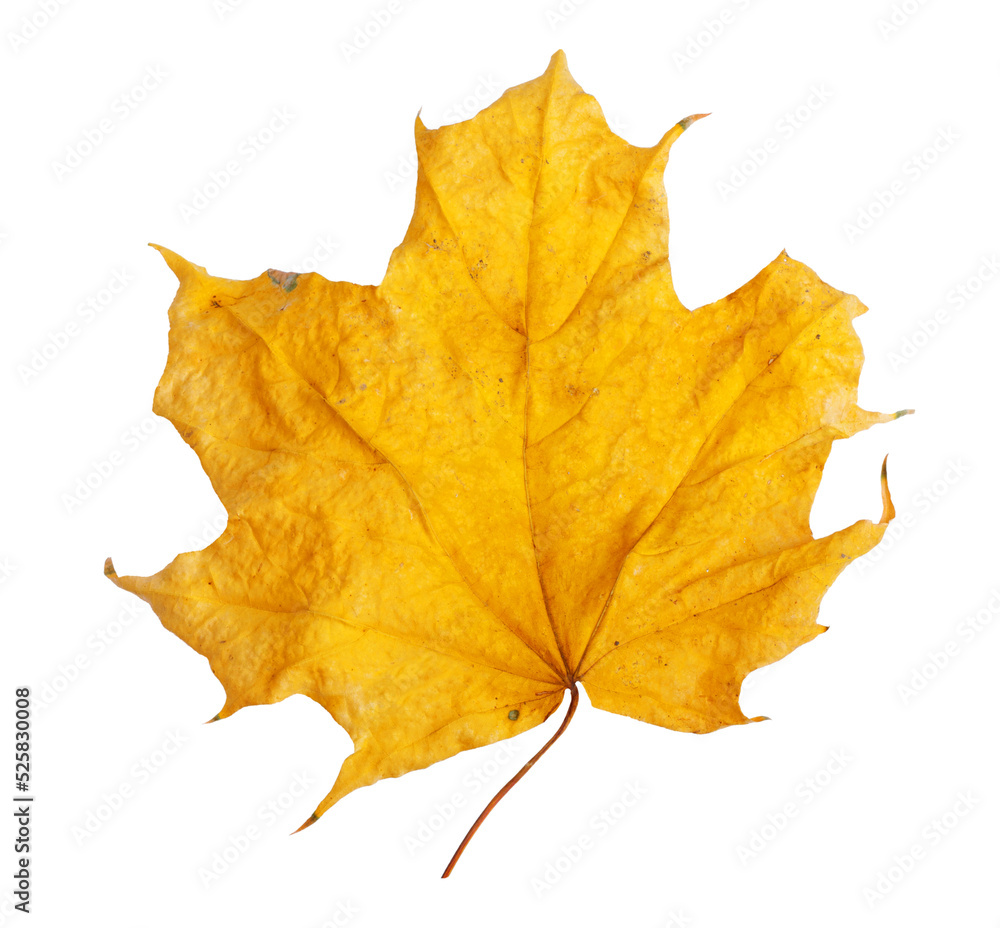 Fototapeta premium Autumn maple branch with leaves isolated on background