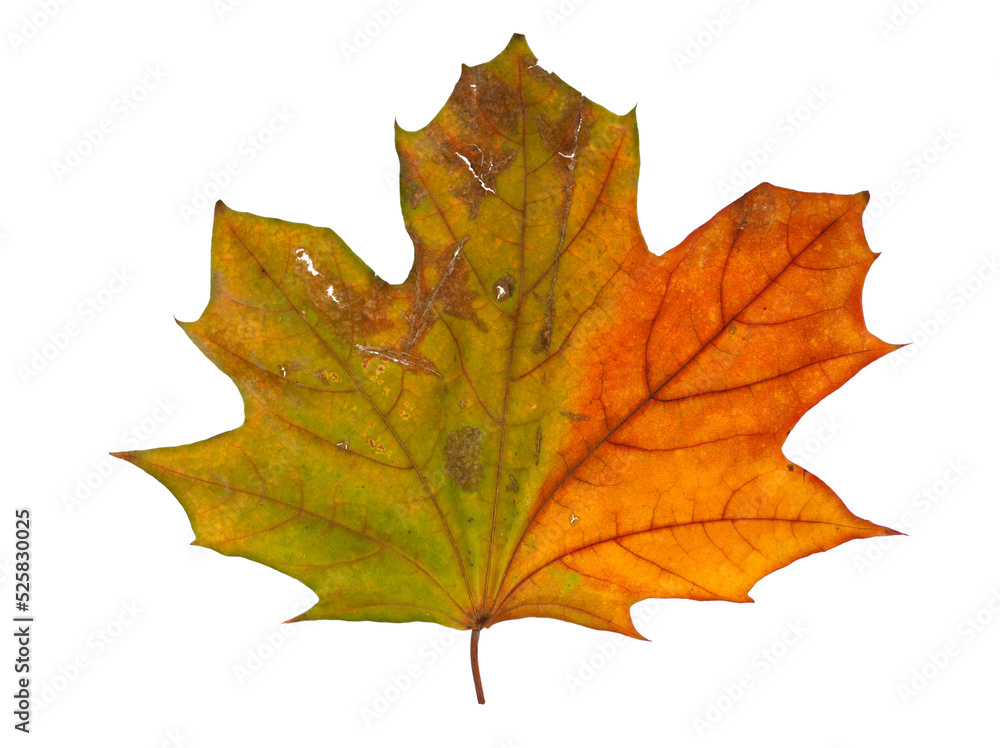 Autumn maple branch with leaves isolated on background Autumn maple branch with leaves isolated on background