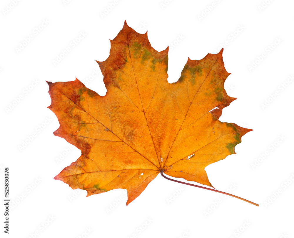 Autumn maple branch with leaves isolated on background Autumn maple branch with leaves isolated on background