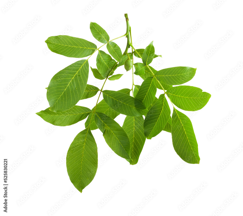Branch walnut with unripe nuts and dense foliage, isolated on transparent background Branch walnut with unripe nuts and dense foliage, isolated on transparent background