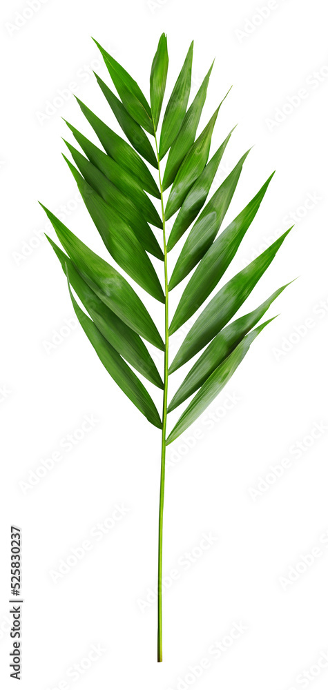 Fototapeta premium Palm leaves on white transparent background. Minimal summertime concept.