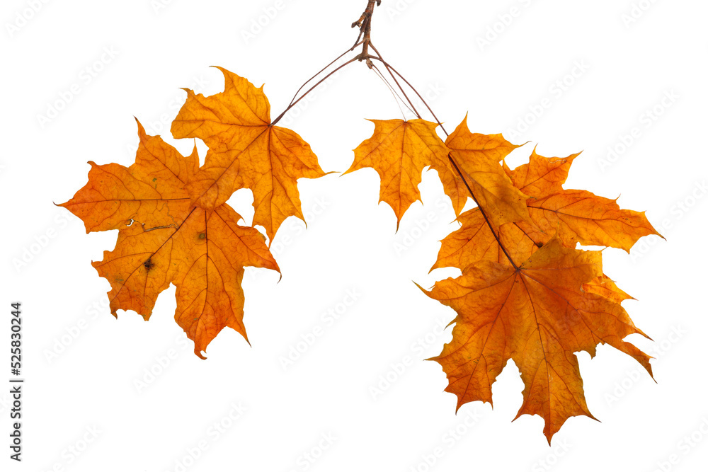 Fototapeta premium Autumn maple branch with leaves isolated on transparent background