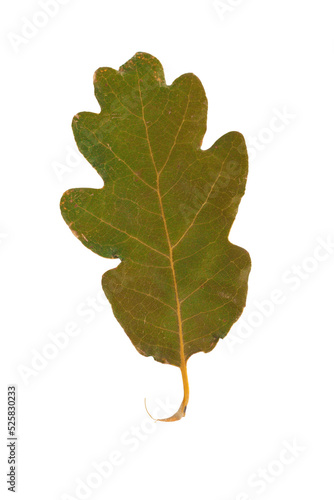 Dried autumn leaves isolated on transparent background
