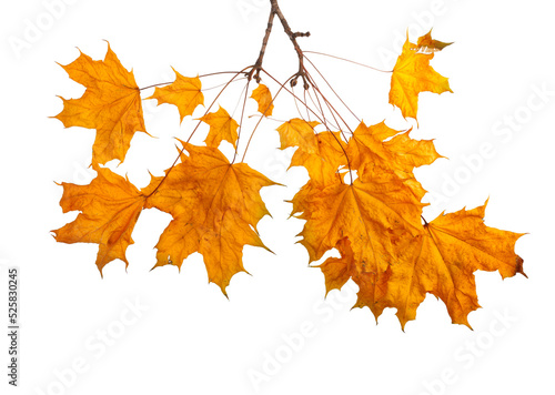 Autumn maple branch with leaves isolated on transparent background