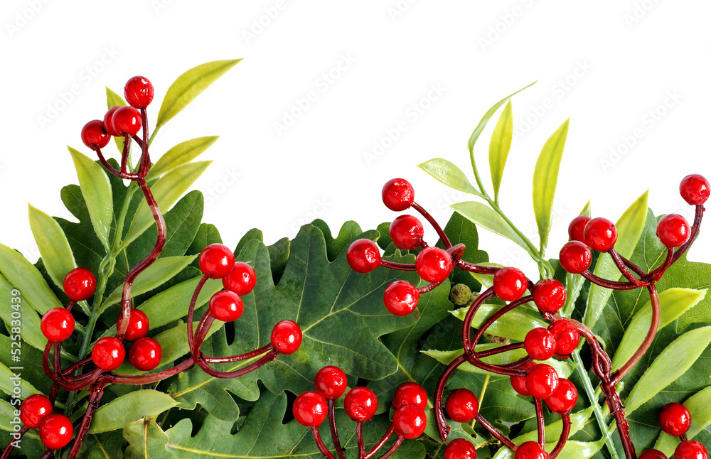 Autumn oak and rowan branches with red berries on transparent background.. Autumn oak and rowan branches with red berries on transparent background..