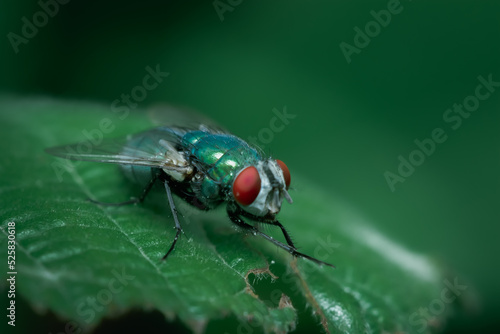 Fliege auf grünen Blatt sitzend © Patrik