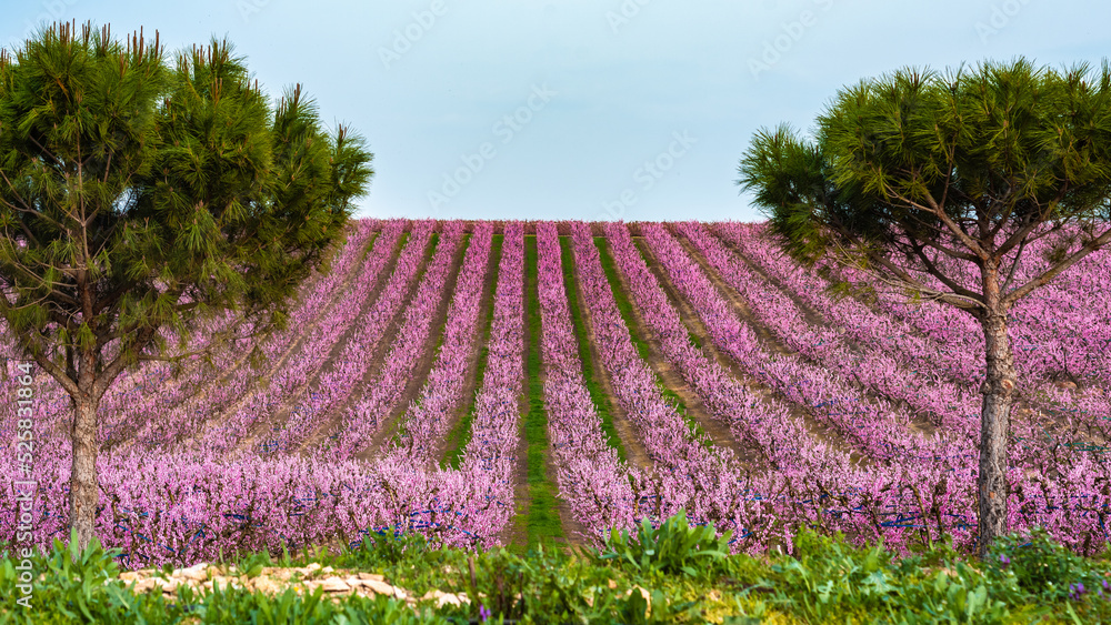 Fototapeta premium Flowering peach trees in Aitona, Spain.