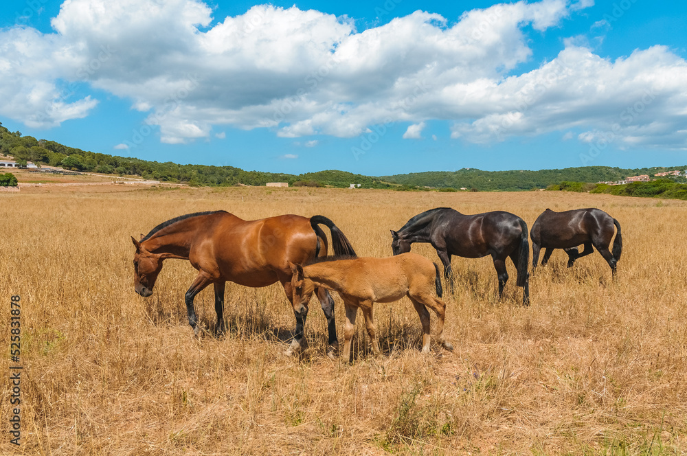 Typical Menorcan horse in Menorca, Spain Typical Menorcan horse in Menorca, Spain