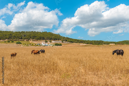 Typical Menorcan horse in Menorca, Spain