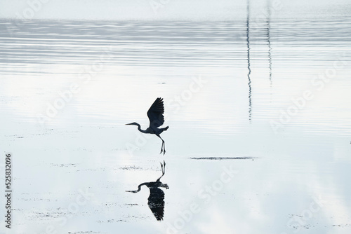 Great Blue Heron Silhouette above water with reflection