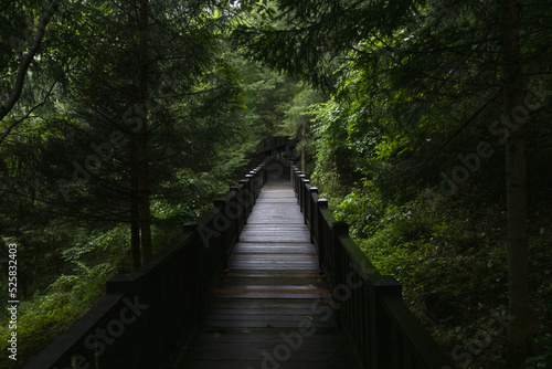 녹색으로 가득 찬 숲속 산책길 photo