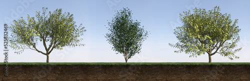 фотографія Deciduous tree and soil cut under it, 3d render