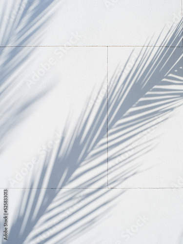 Beautiful shade of palm branches on a white wall, texture with a summer southern mood. Background copy space