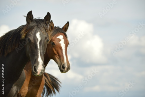 cavalos e um lindo céu  photo