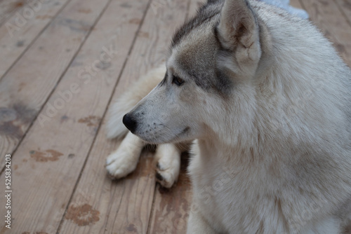 Cute fluffy husky dog in the yard  close-up portrait. Thoroughbred Siberian Husky