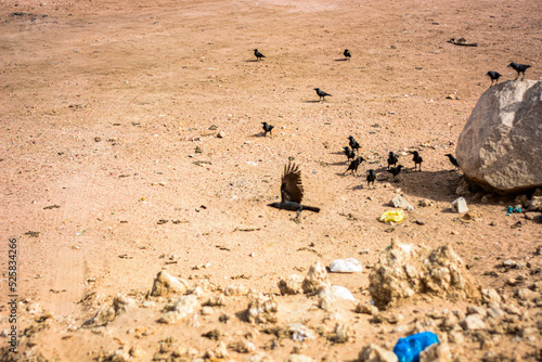 Desert birds