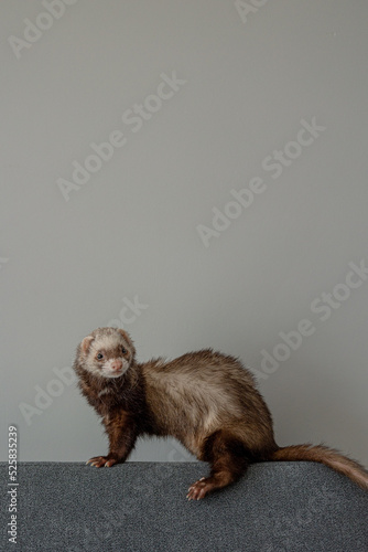 ferret looking at the camera while sitting on the couch