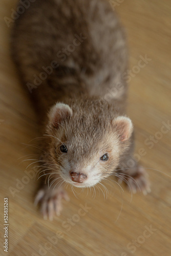 ferret look at the camera lying on the floor