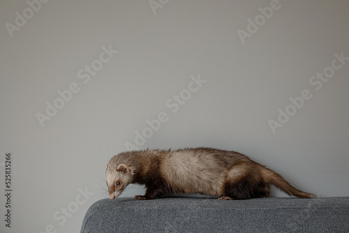 ferret looking down standing on the edge