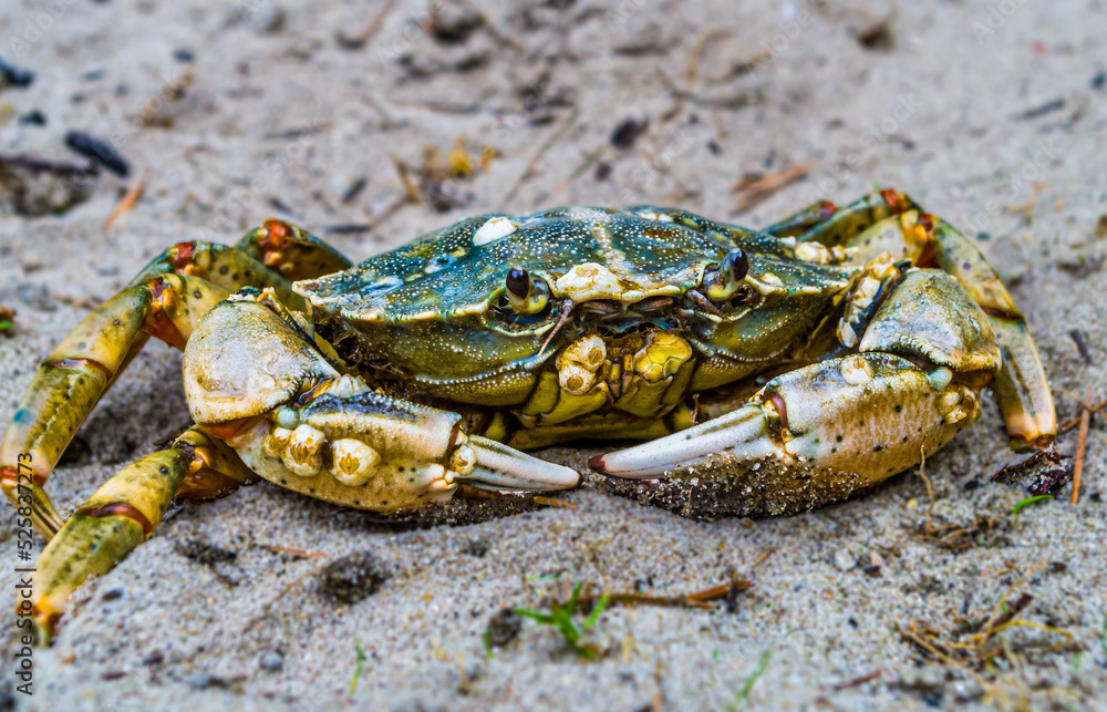 crab on the beach