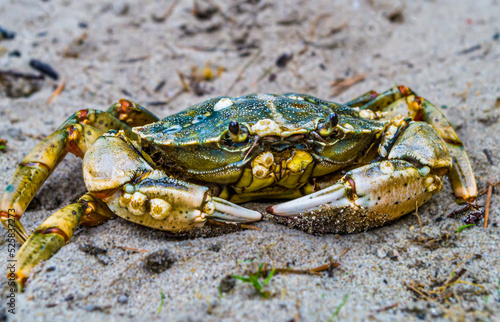 crab on the beach © Jan M. Schlotterbeck