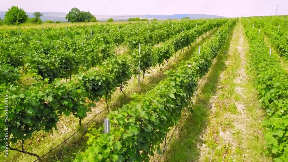 Aerial Drone panorama of vineyards and agricultural fields in Kakheti in Georgia. View of drone over large wine farm. Sunny day with rows of vineyards against backdrop of mountains. Aerial Drone panorama of vineyards and agricultural fields in Kakheti in Georgia. View of drone over large wine farm. Sunny day with rows of vineyards against backdrop of mountains.