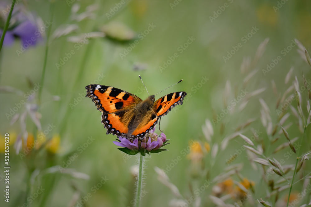 Obraz premium Kleiner Fuchs auf einer Wiese