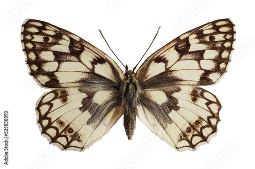 Esper's Marbled White butterfly (Melanargia russiae) isolated on white background photo
