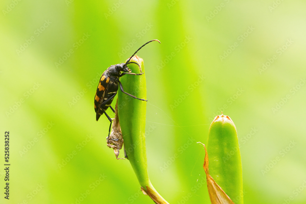 Longhorn beetle (Leptura quadrifasciata) on a plant. Longhorn beetle (Leptura quadrifasciata) on a plant.